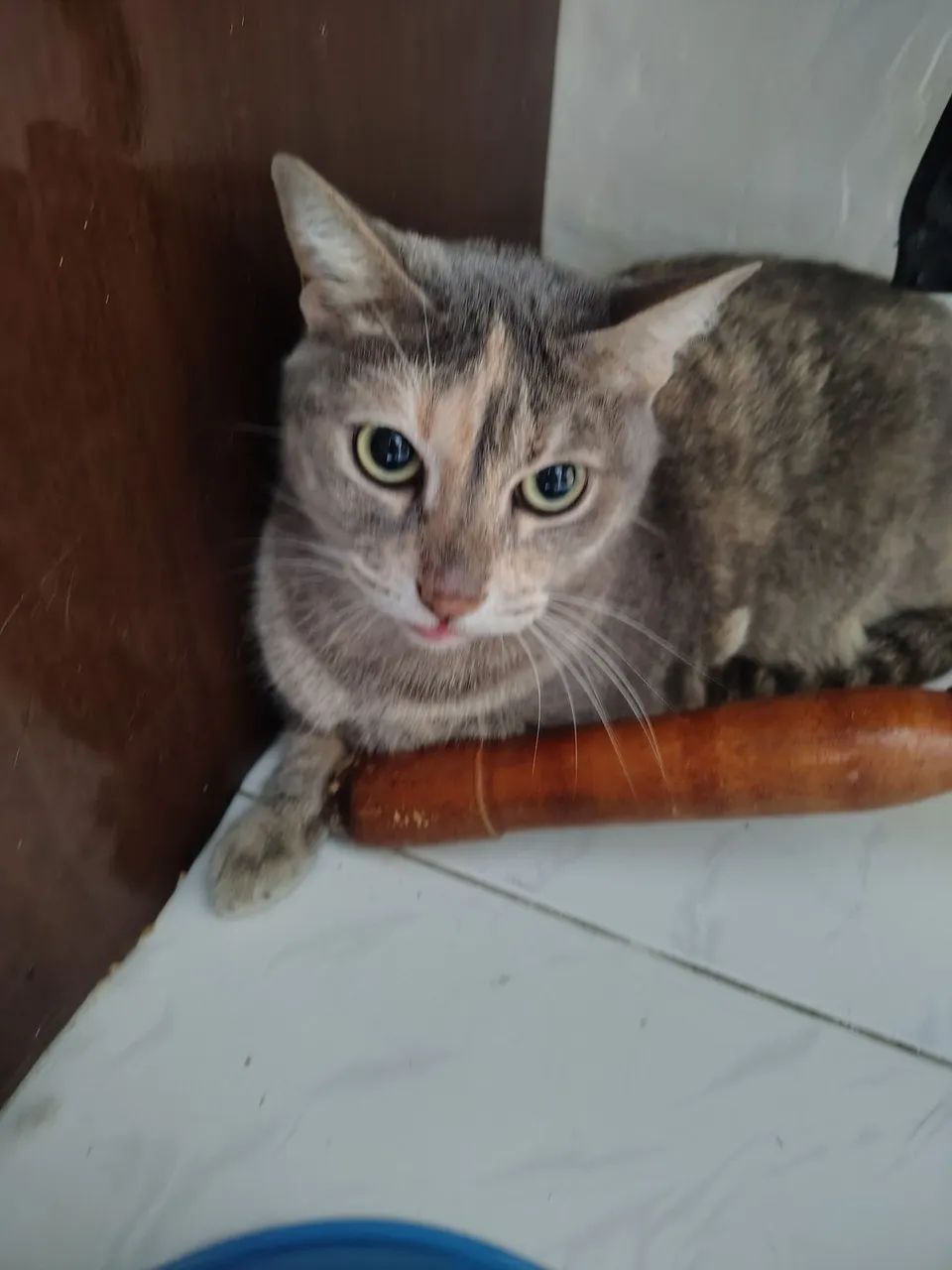 gatinha castrada  - Foto 2