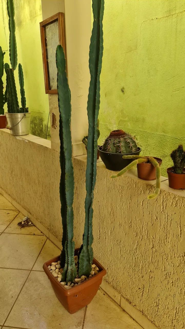 CACTOS MANDACARU  - Foto 2