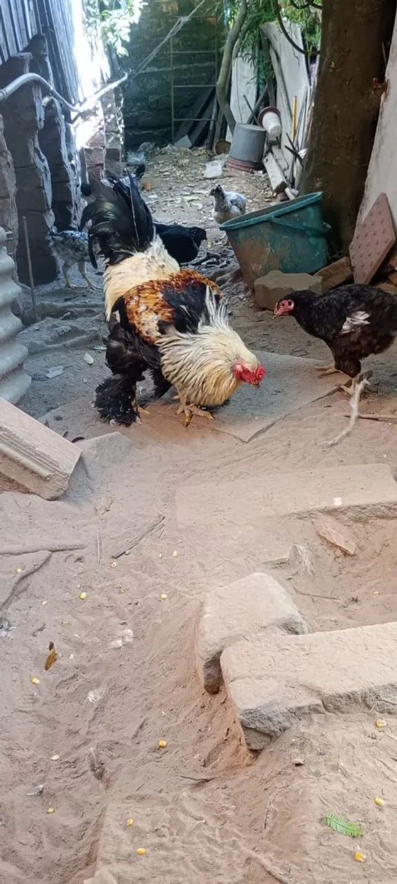 Vendo ou troco - Foto 3