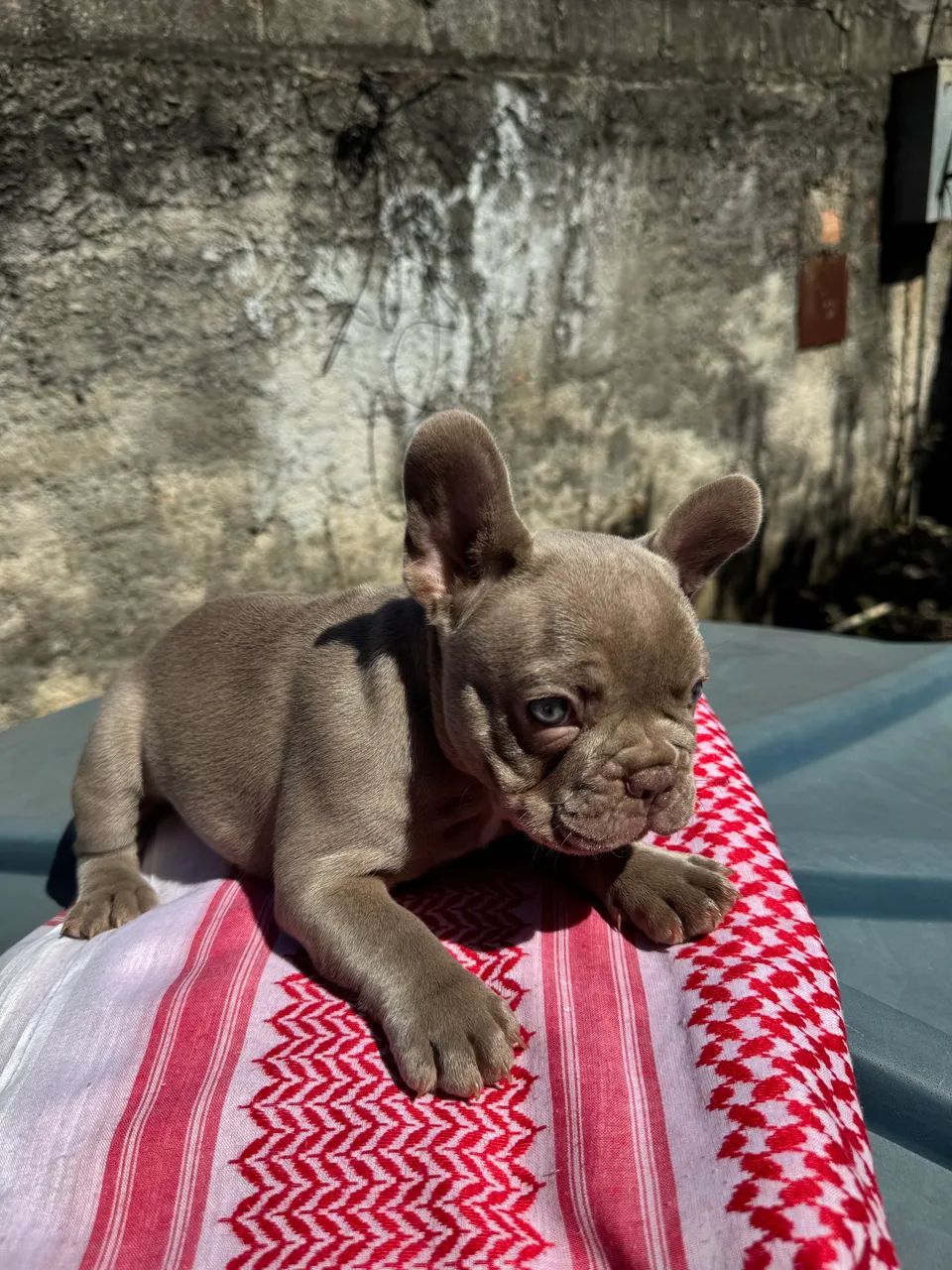 Bulldog Francês  - Foto 2