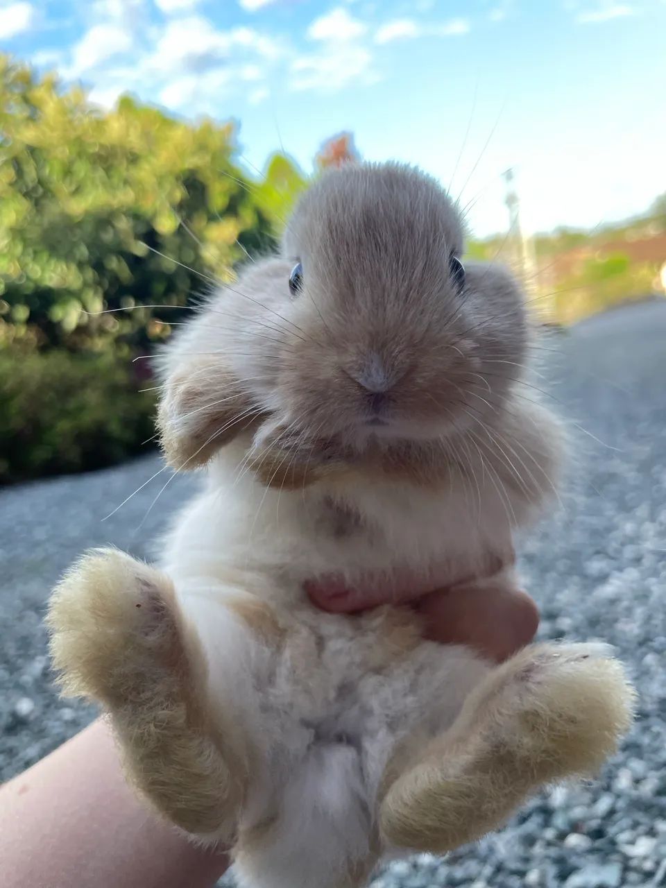 Coelhinhos mini - Foto 2