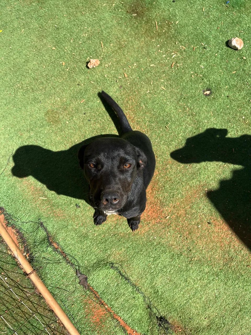 Adoção pet - Foto 2