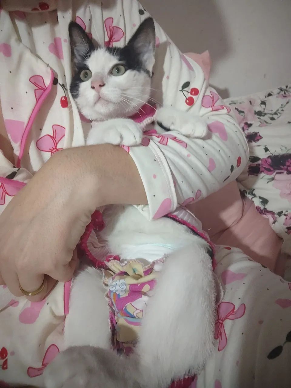 Doação de gatinha - Foto 2