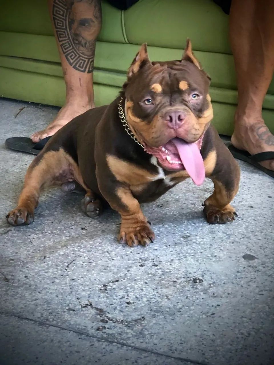 Bullys nano  - Foto 4