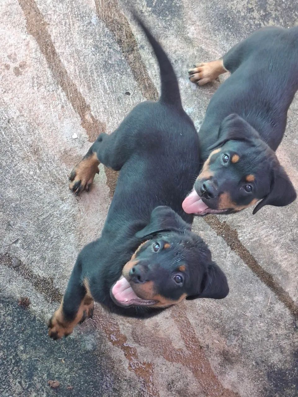FILHOTES DE ROTTWEILER 600,00 - Foto 3