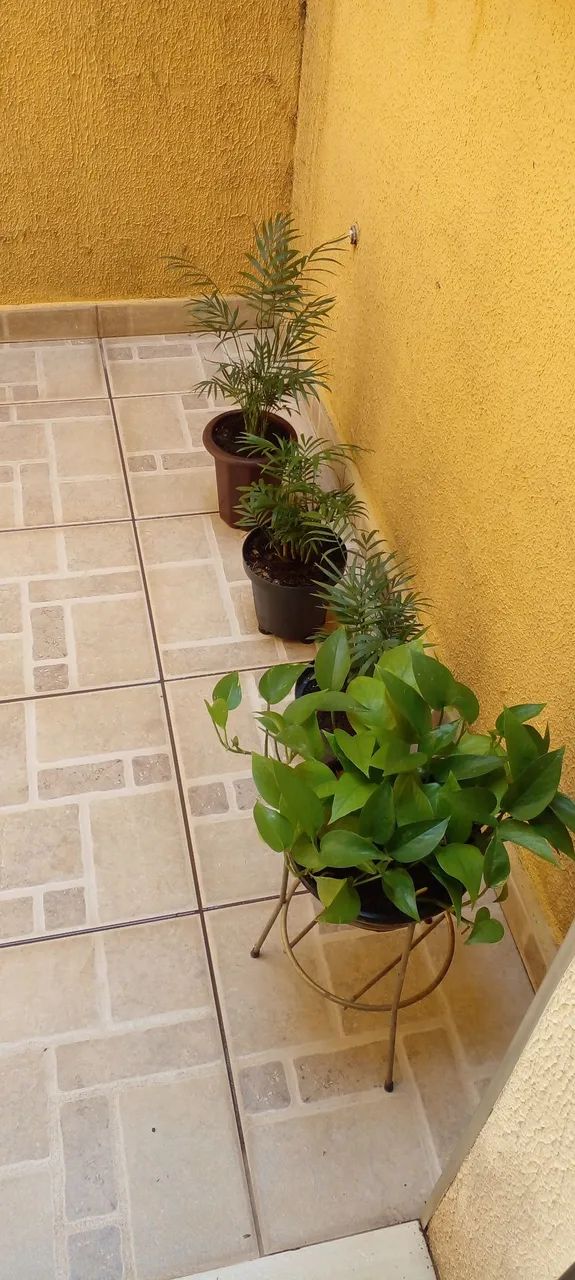 Vasos com plantas de sombra