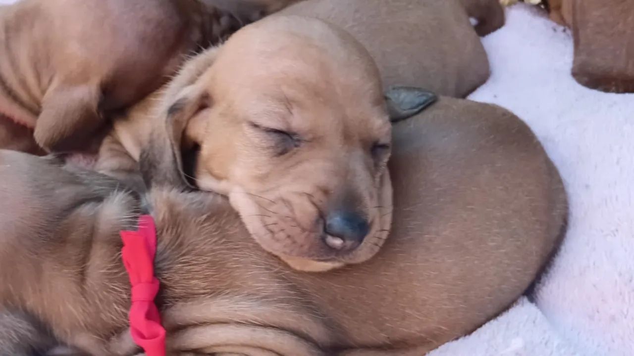 Daschund  - Foto 3