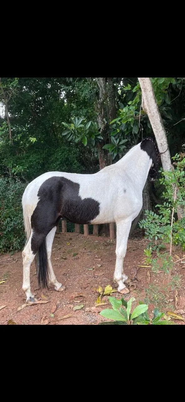 Cavalo - Foto 3
