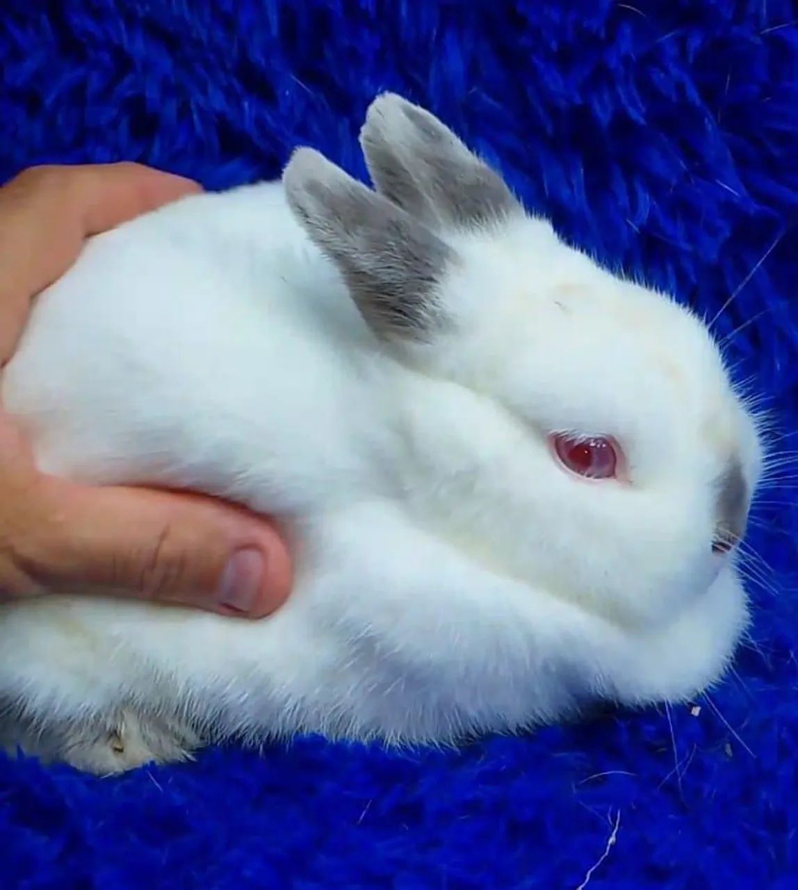 Lindos minis coelhos  - Foto 4