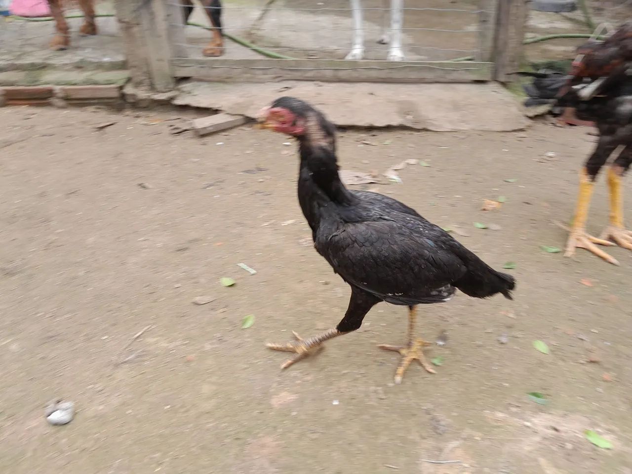 Galinha - Foto 4