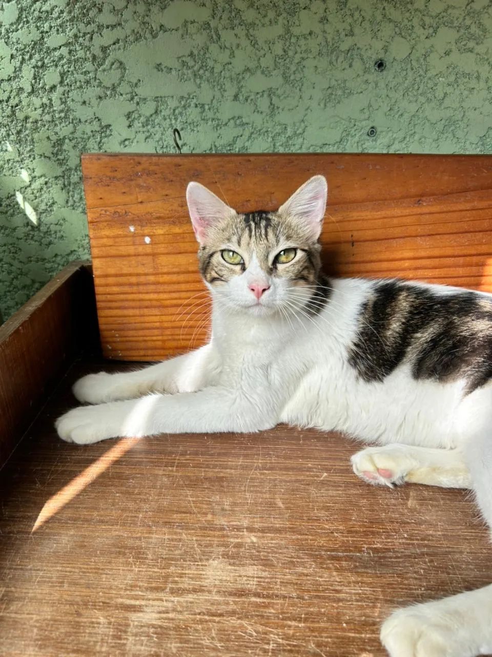 ? Doação Responsável - Dois Gatos Machos ? - Foto 5