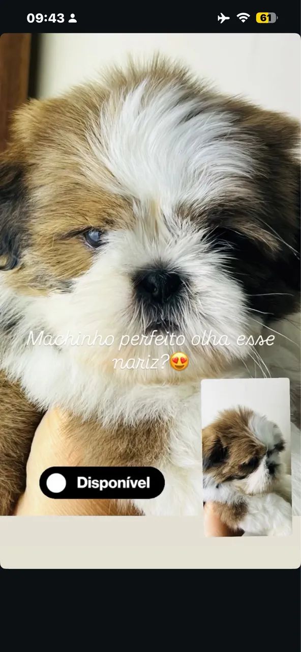 Shihtzu  - Foto 4