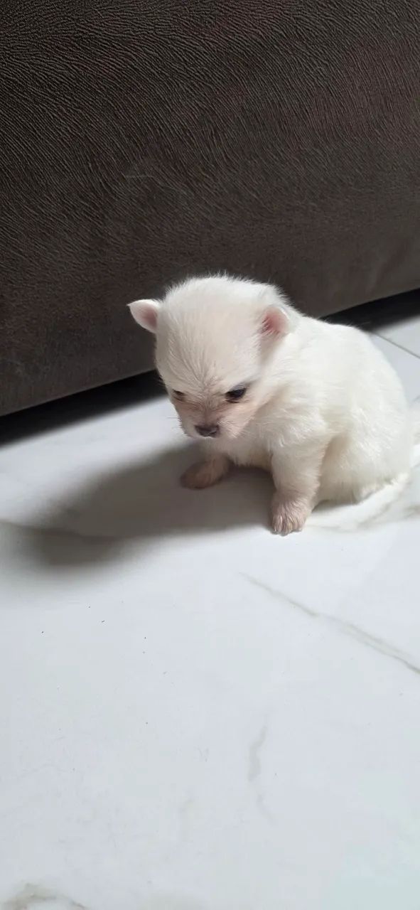Spitz Alemão - Foto 4