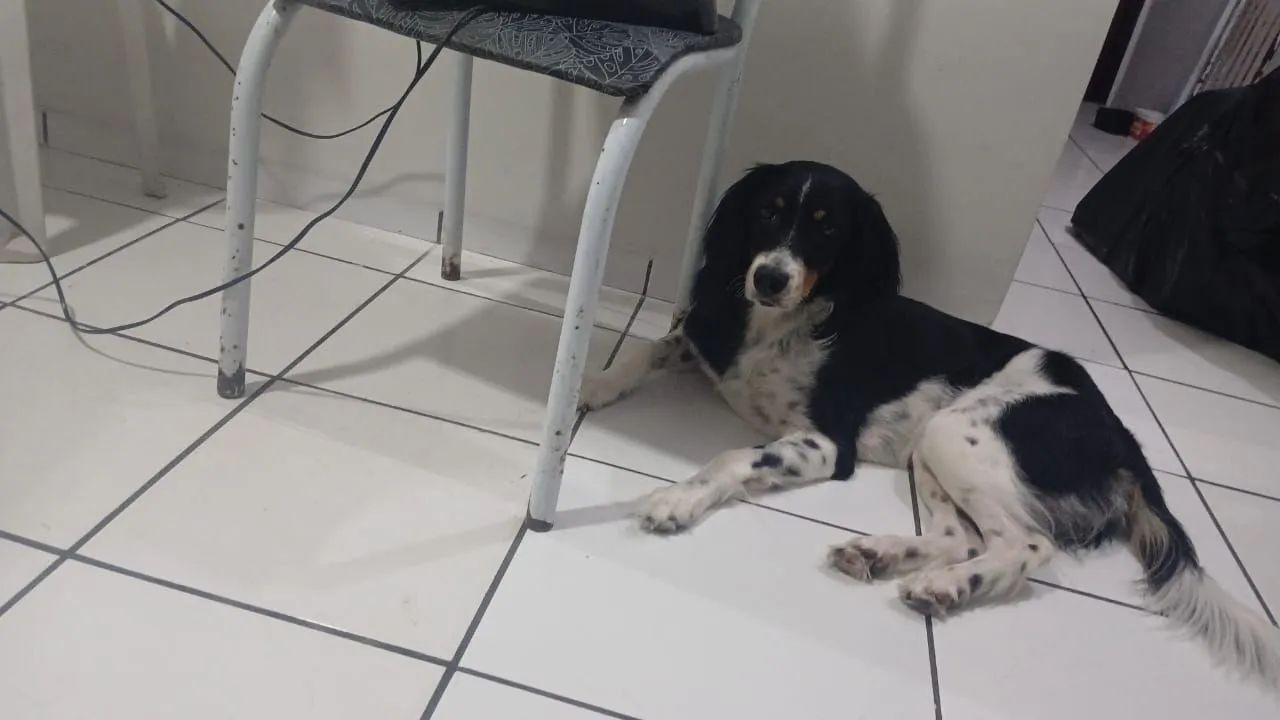 CADELA PARA ADOÇÃO RESPONSÁVEL - Foto 4