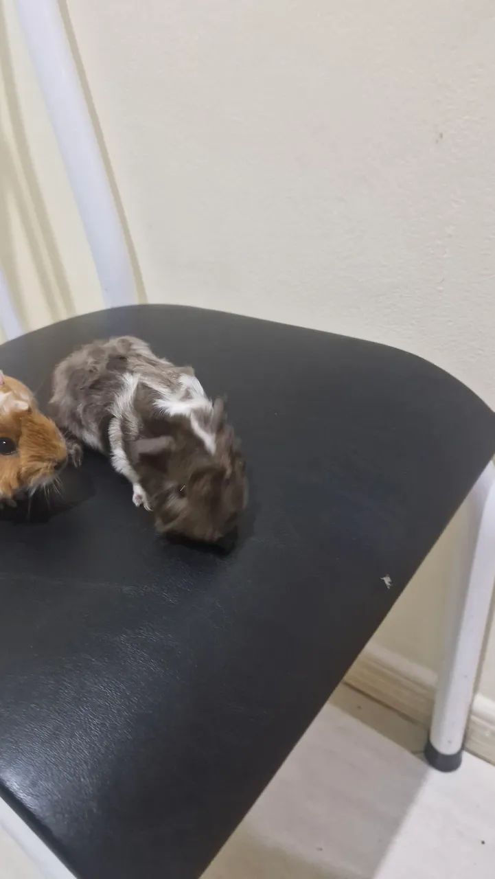 Porquinho Da Índia - Abissínio  - Foto 3