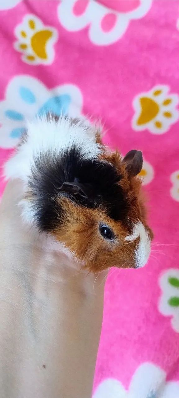 PORQUINHO DA ÍNDIA FILHOTES 