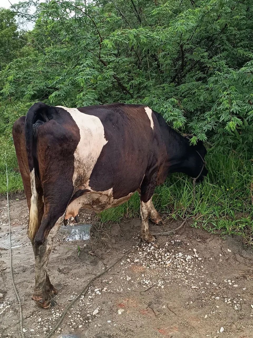 Vaca  - Foto 2