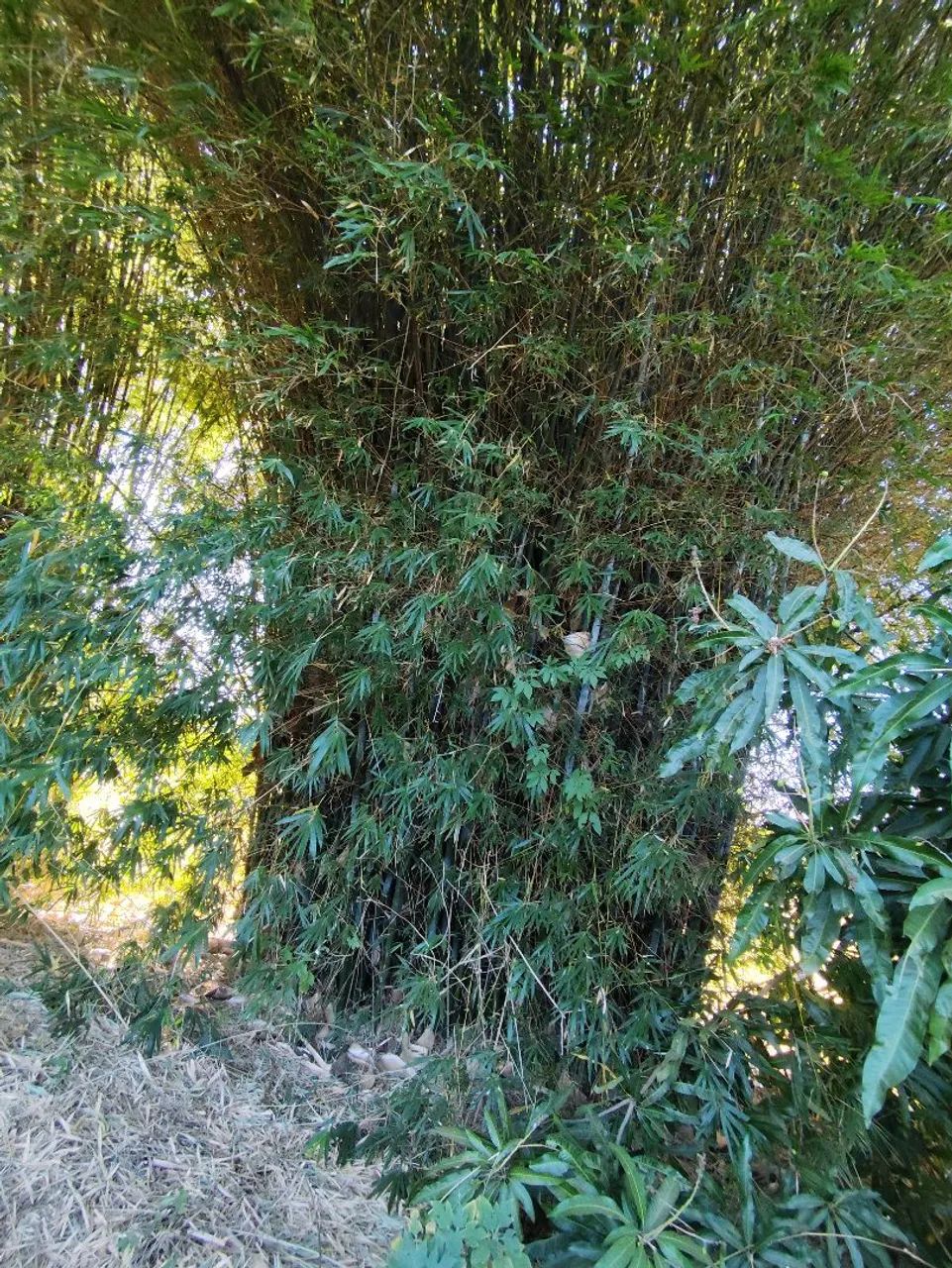 Vendo moita de bambu para horta - Foto 2