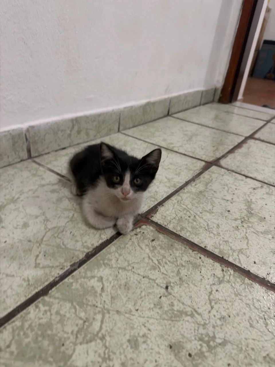 Doação de gatos  - Foto 4