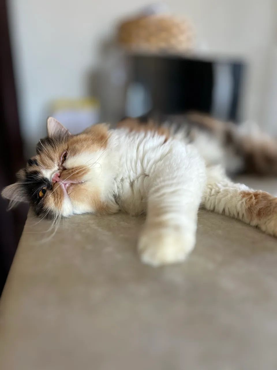 Gato persa  - Foto 3