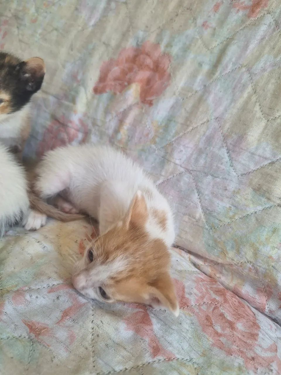 Doação de gatinhos - Foto 4