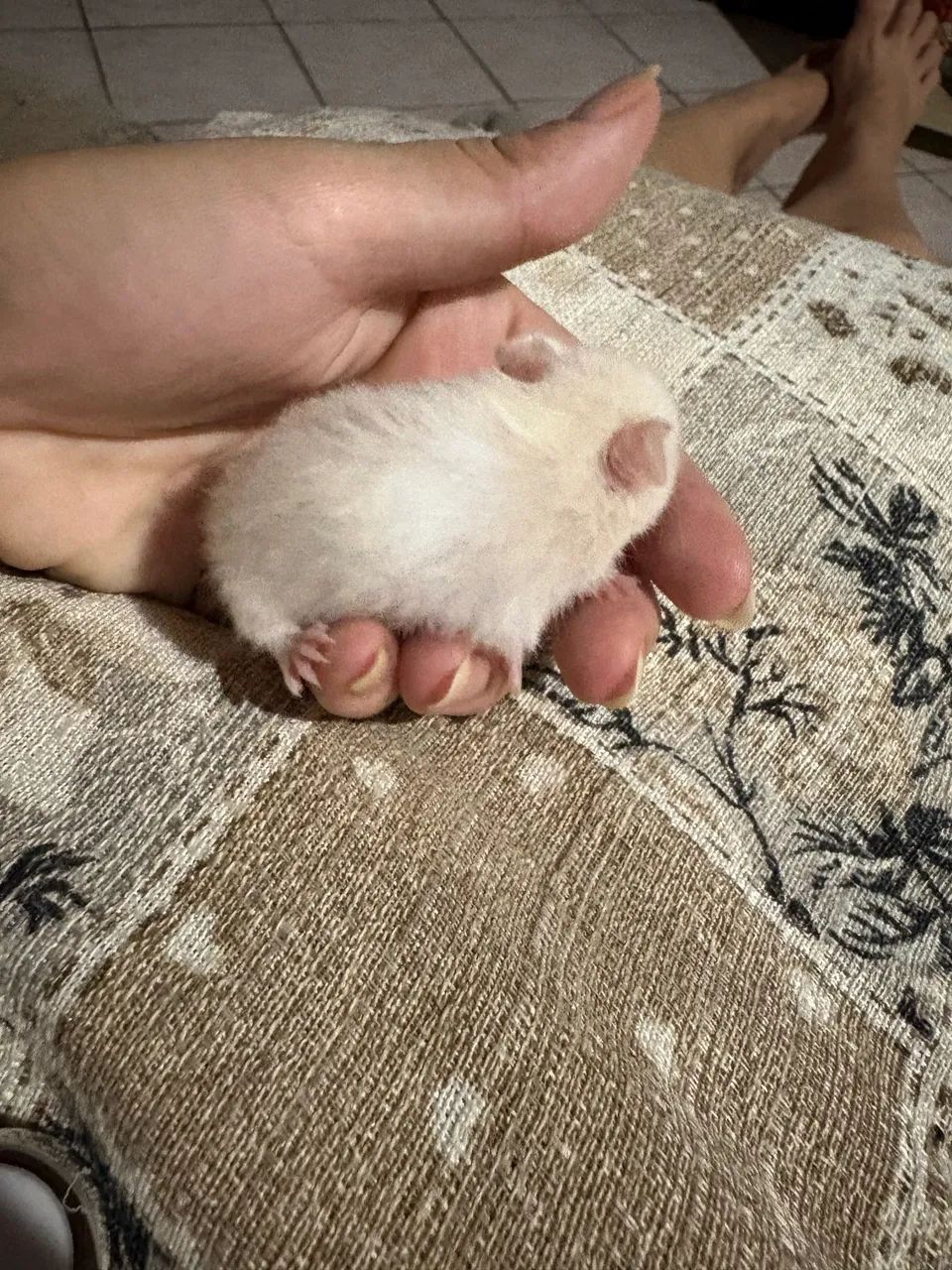 Vendo Filhotes de Hamster  - Foto 2