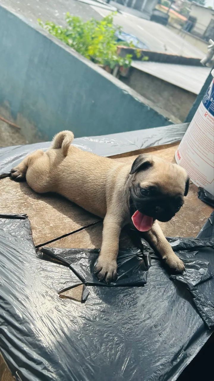 Pug - Foto 2