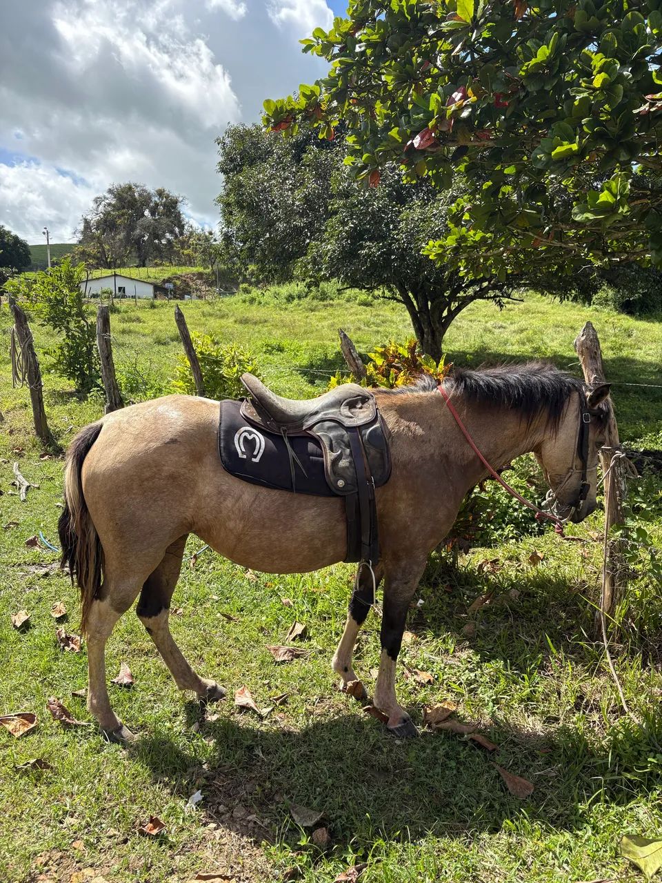 POTRA PIQUIRA PRA CRIANÇA MUITO DÓCIL 