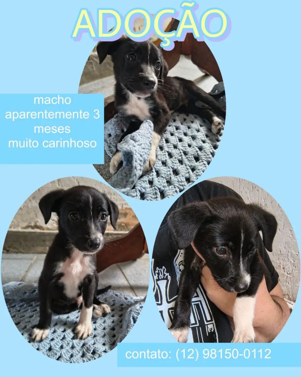 Adoção de cachorro (macho) - Foto 2