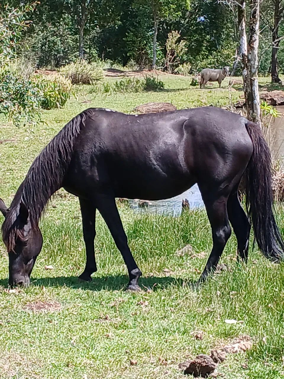 Cavalo. Égua boa de laço e corrida.