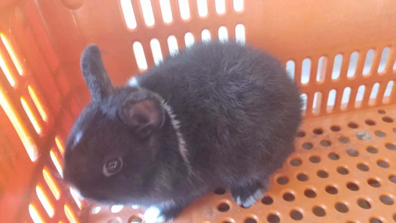 Coelhos - Foto 4