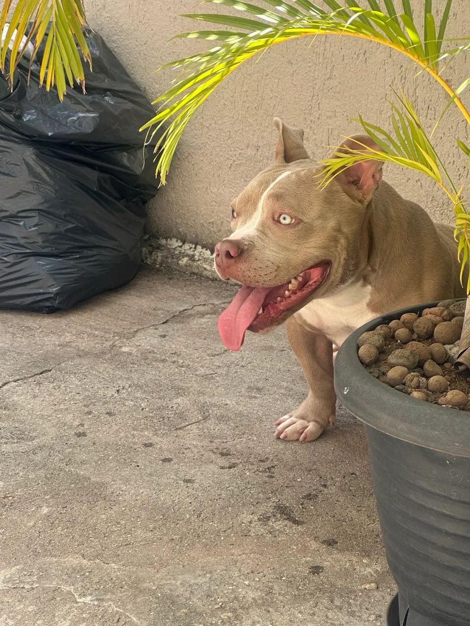Cachorro