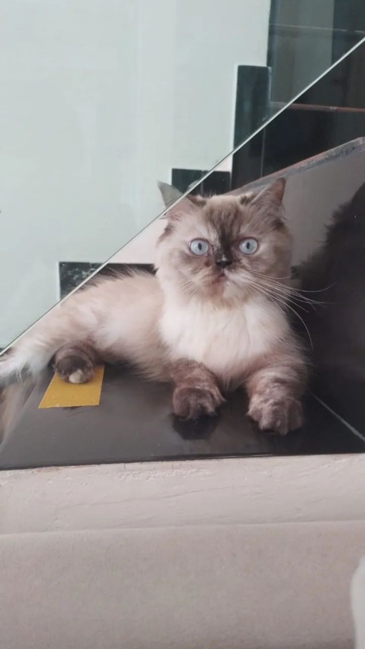 Gata Persa - fêmea 