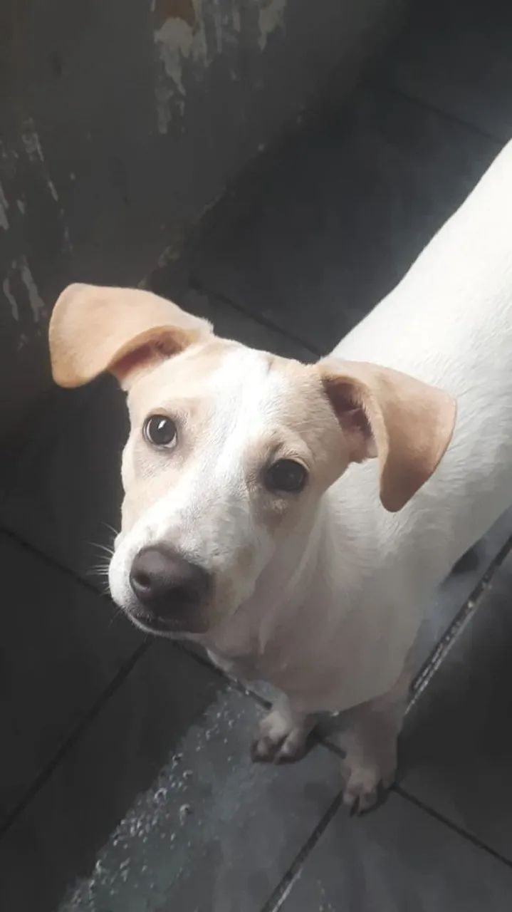 Adoção responsável 