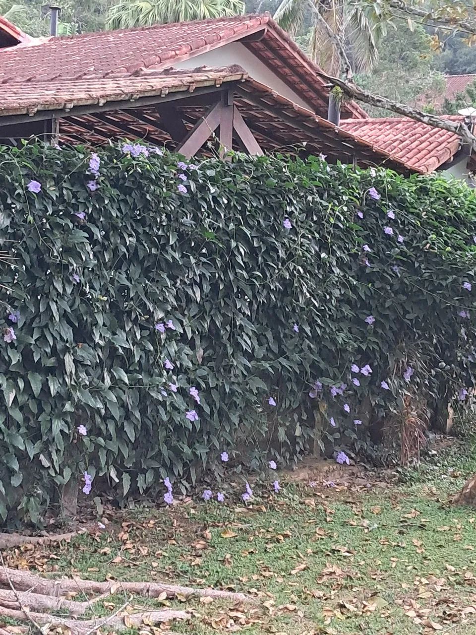 Paisagismo e jardinagem  - Foto 2