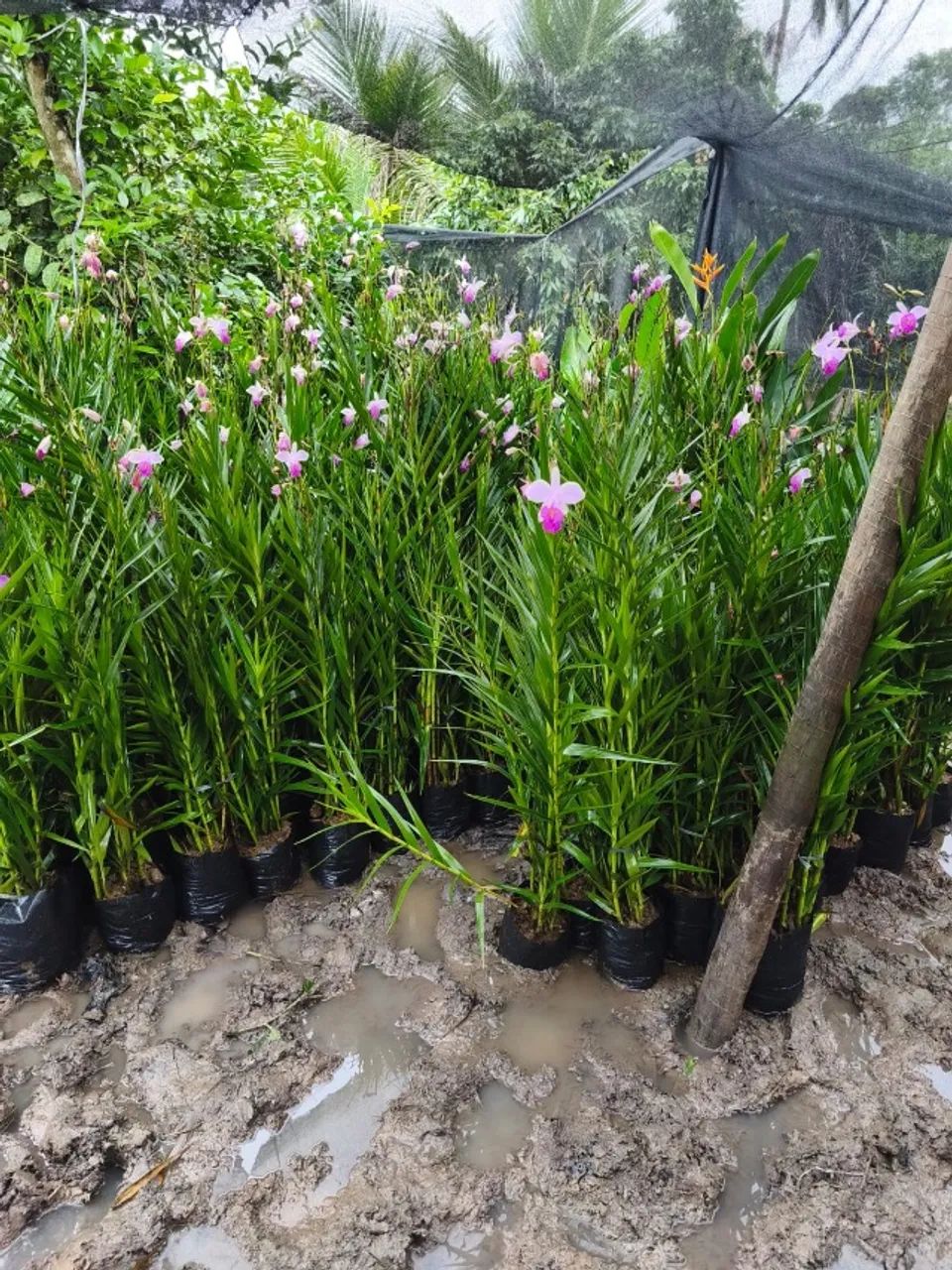 Orquídea bambu  - Foto 4