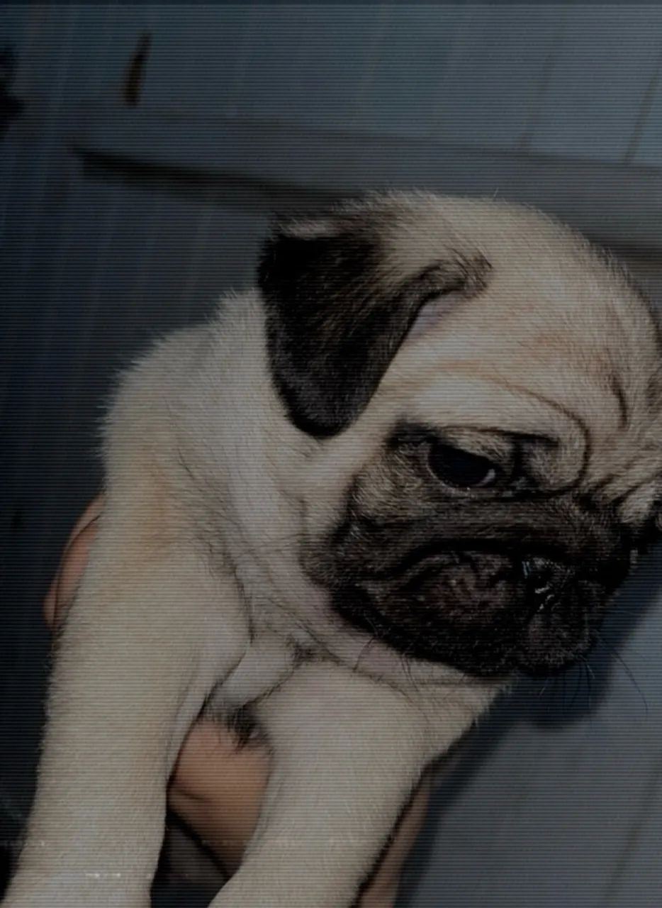 Pug - Foto 2