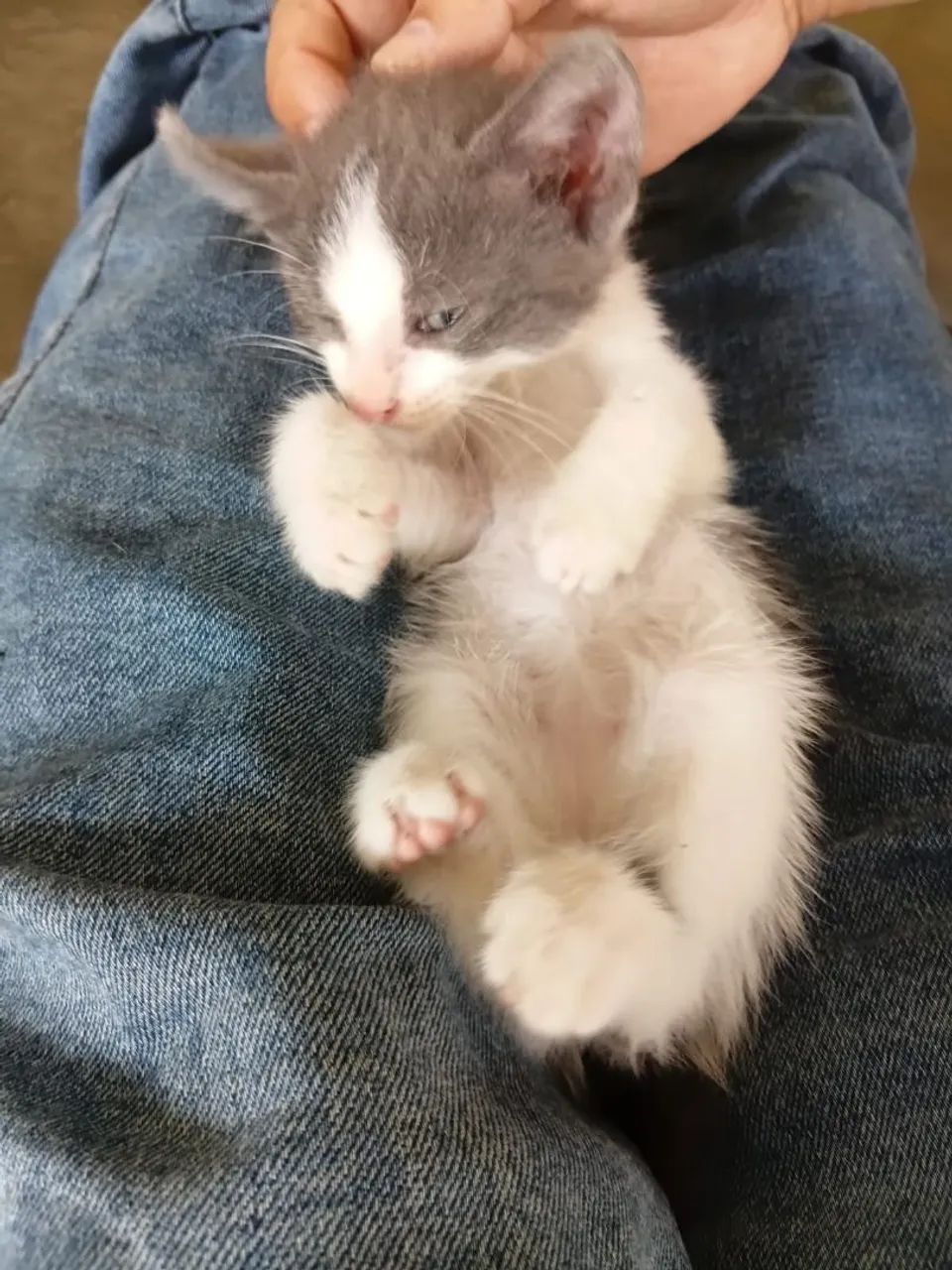 Gatinha de quase 2 meses - Foto 2