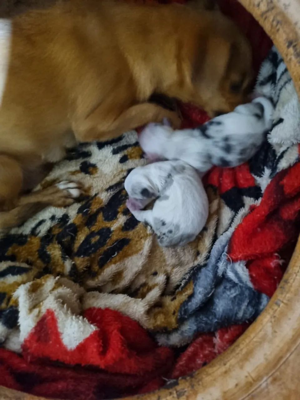 PINSCHER FEMEA E MACHO
