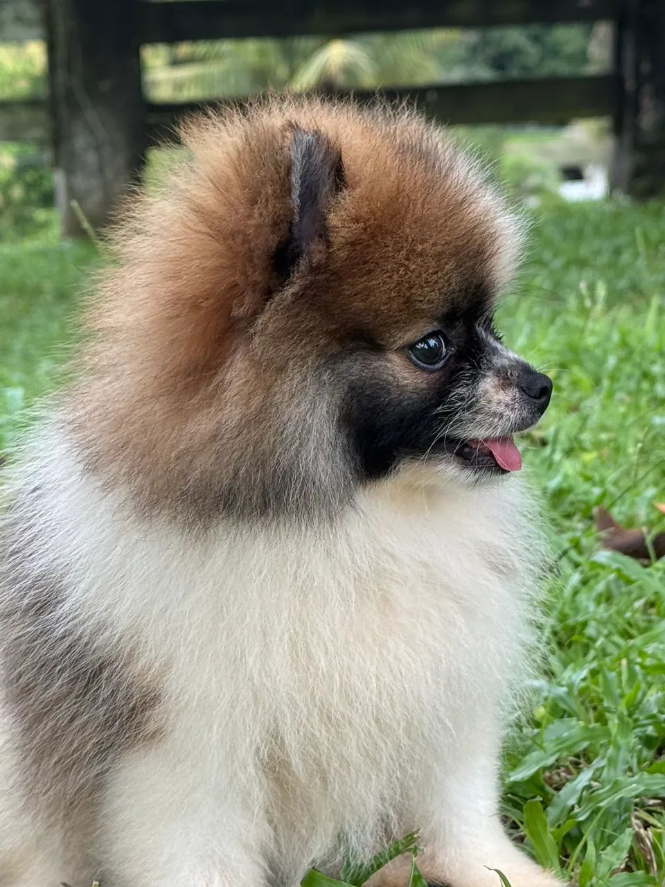 Spitz alemão anão  - Foto 4