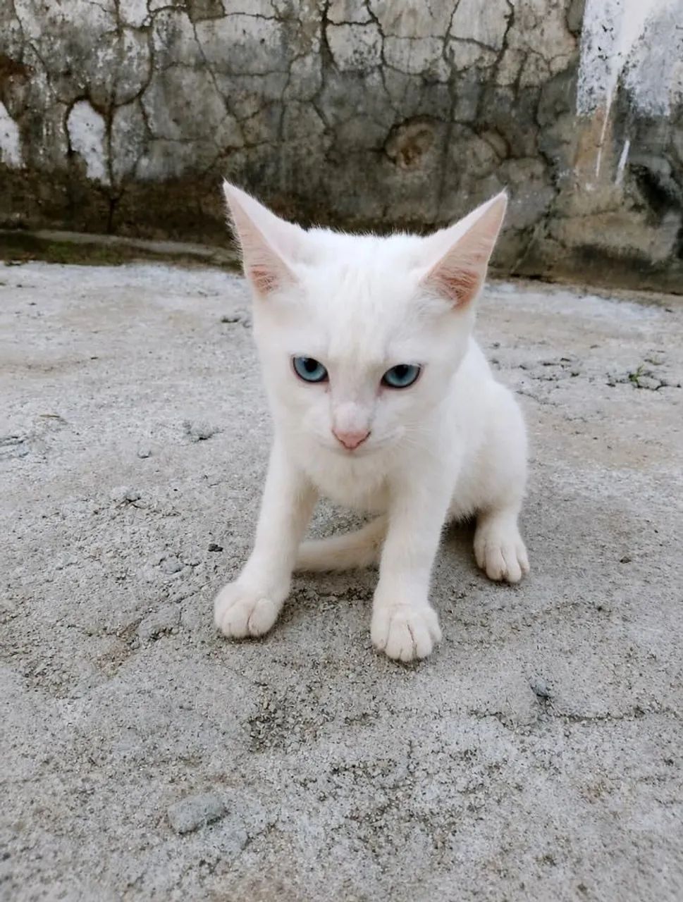 Adoção de gato