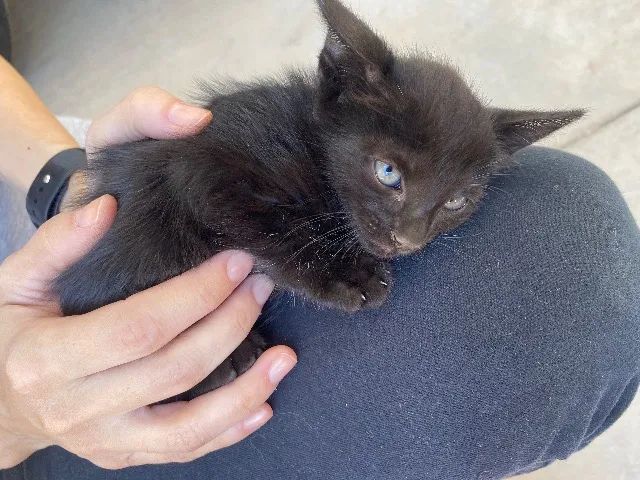 Gatinha filhote fêmea  - Foto 6