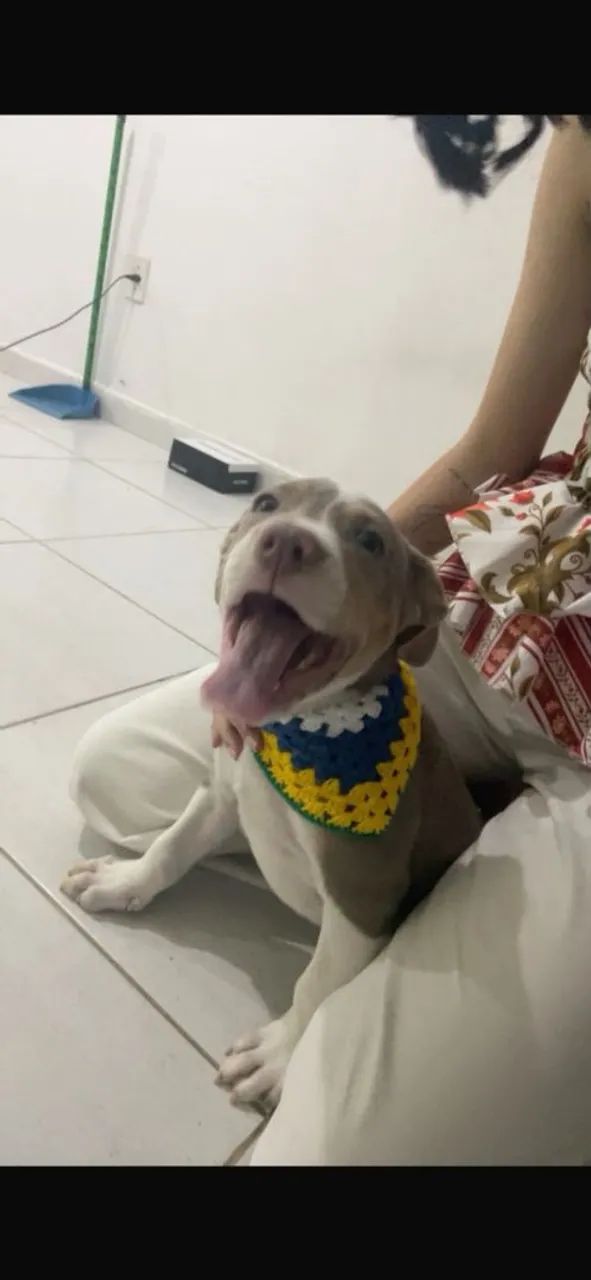 Filhote de Pitbull  - Foto 4