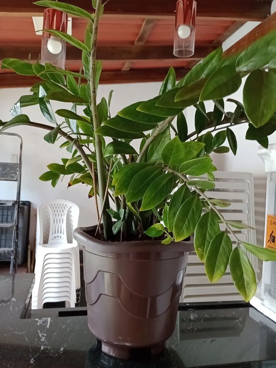 Plantas - Foto 3