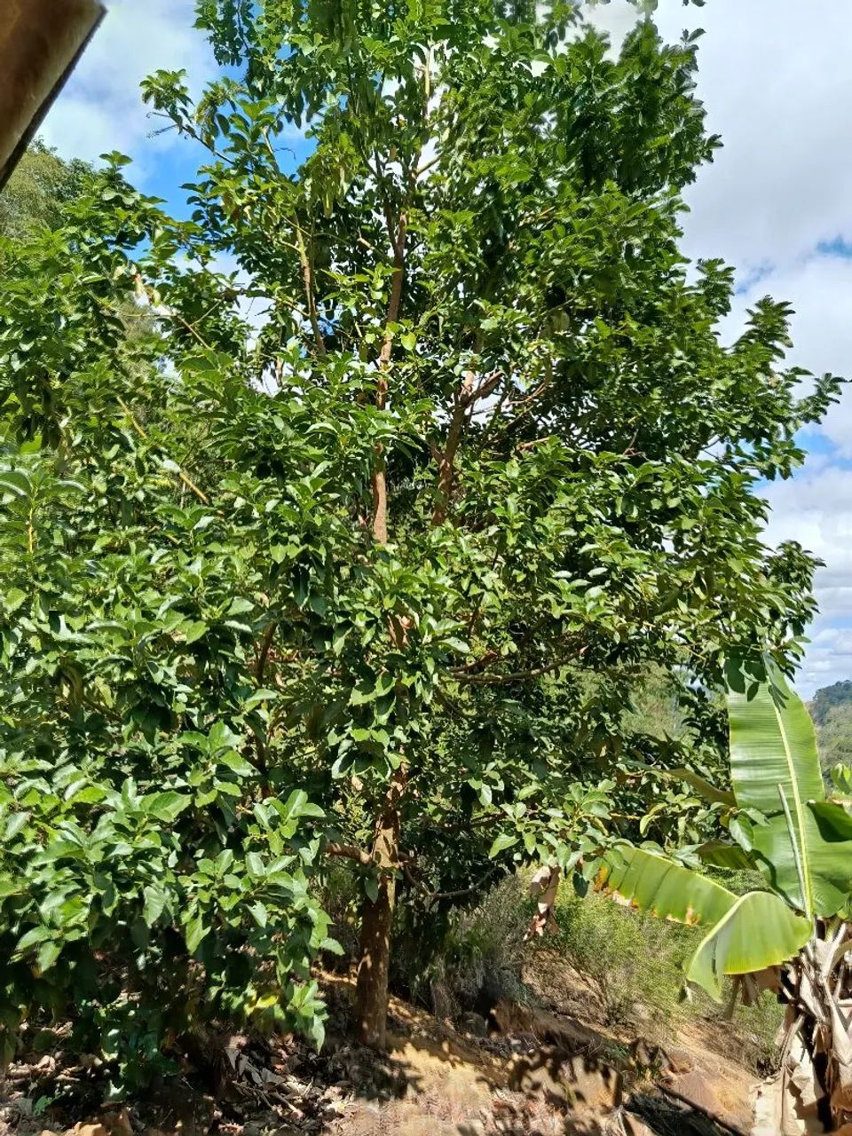 Vendo pego casa ap parte de pag. - Foto 3