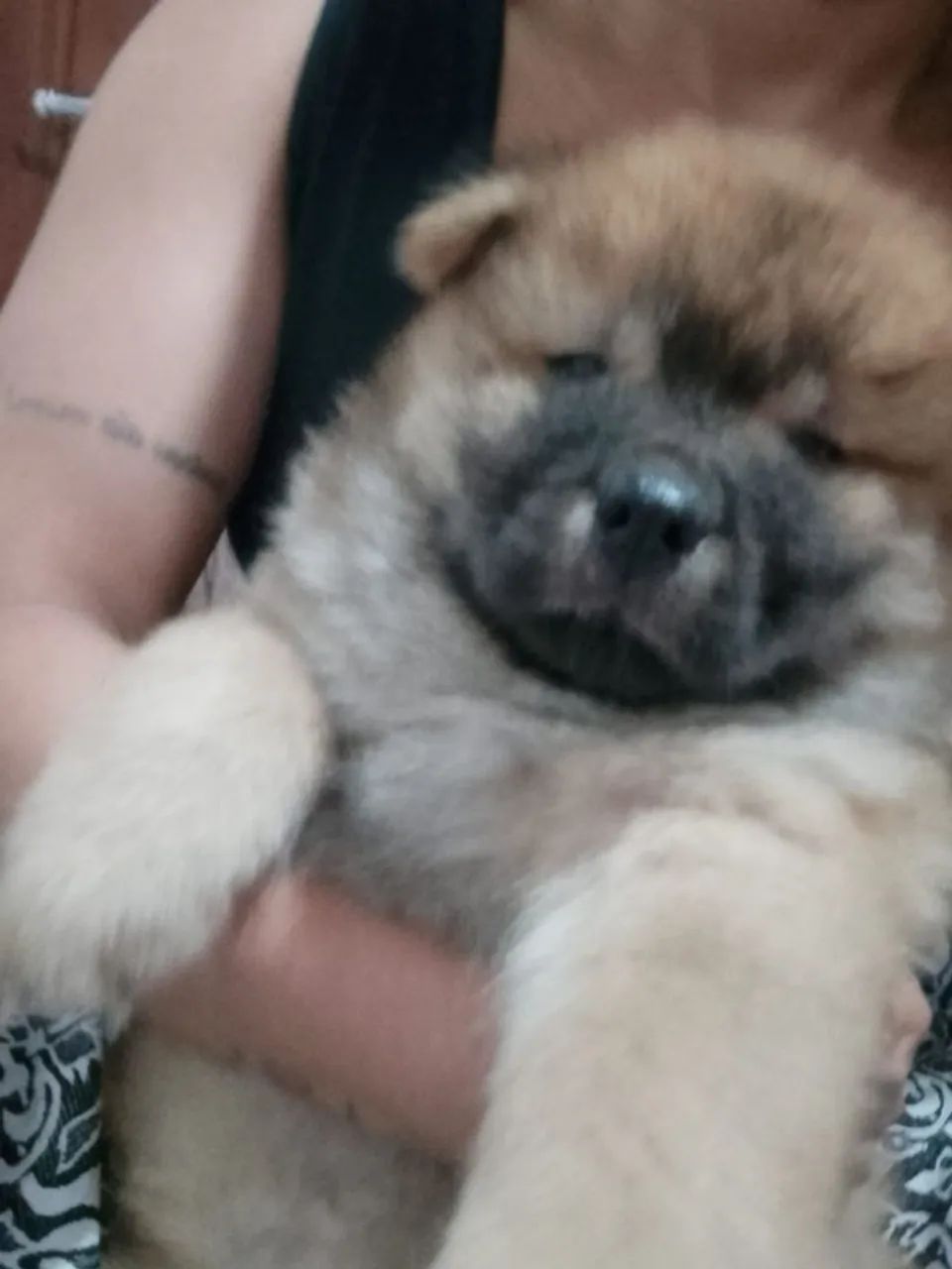 Filhote Chow Chow  - Foto 2
