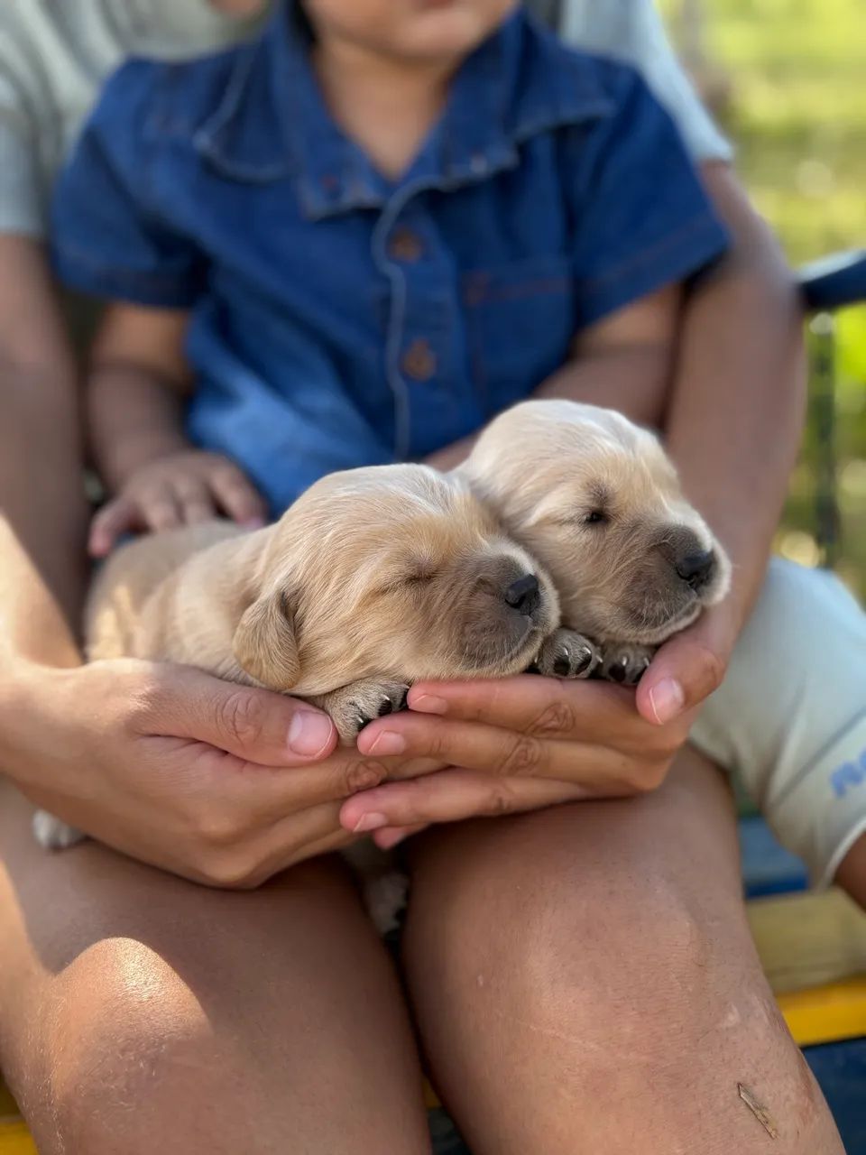 Golden retriver  - Foto 2