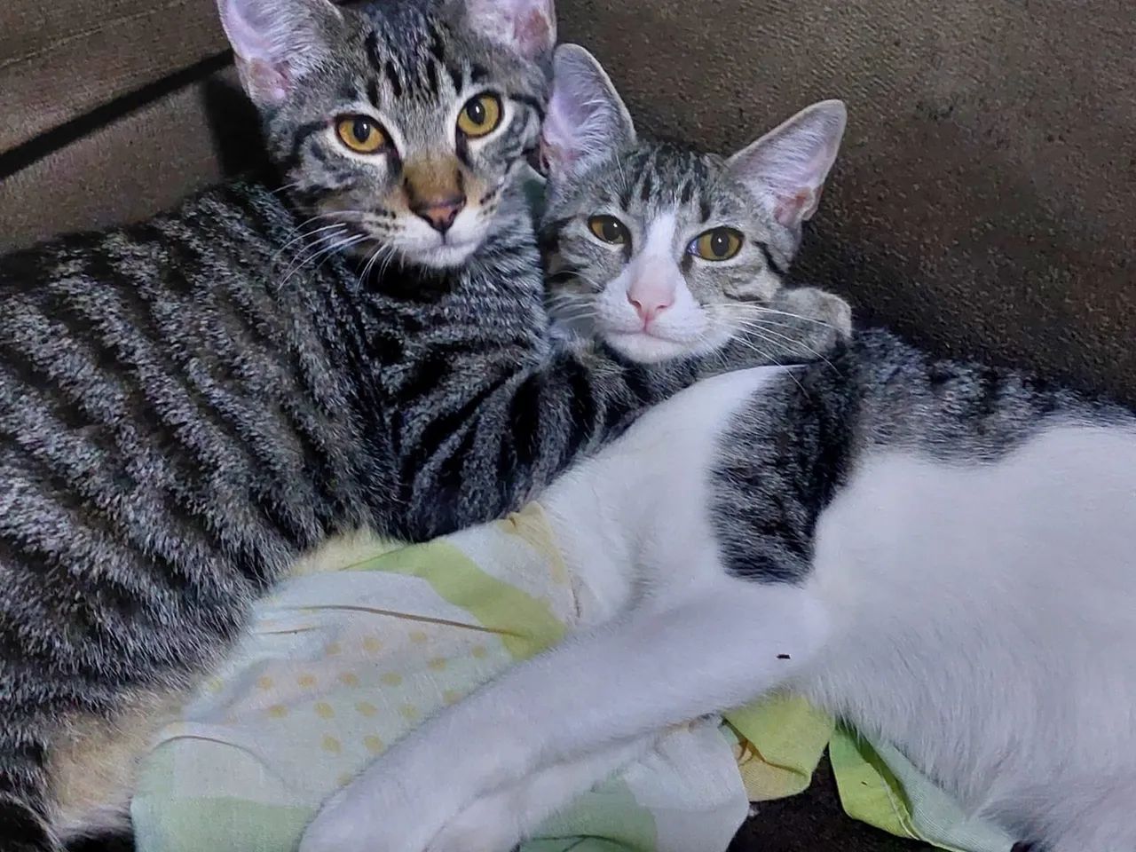 Gato Rajado - Foto 3