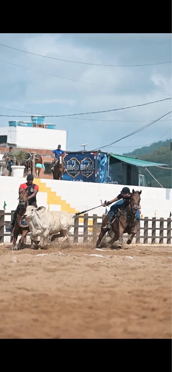 Cavalo quarto de milha  - Foto 5