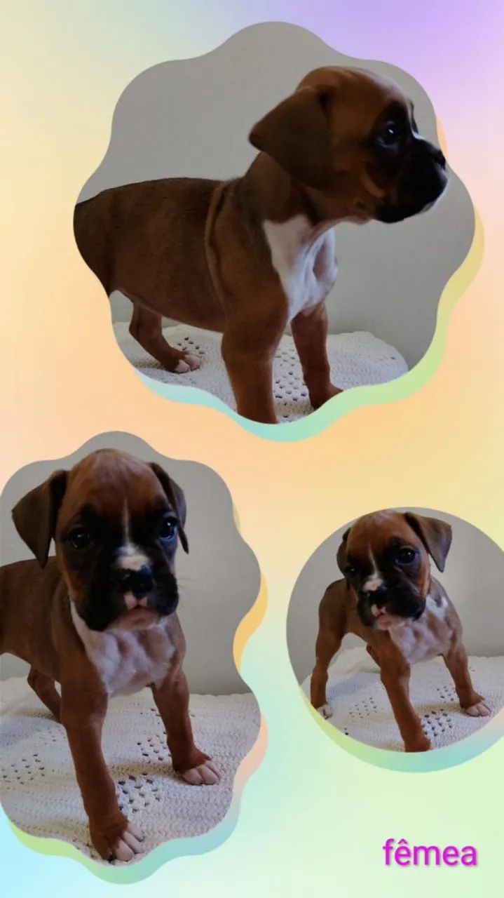 Lindos filhotes de Boxer  - Foto 2